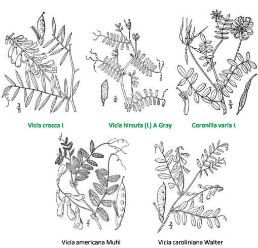 Vicia_5spp