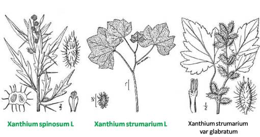 Xanthium_3spp Xanthium