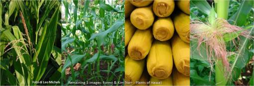 Zea_Corn
