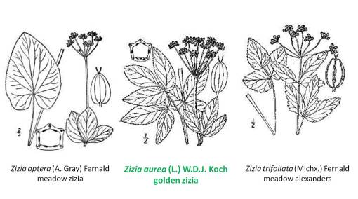 Zizia_3spp