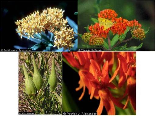 Asclepiastuberosa4pix