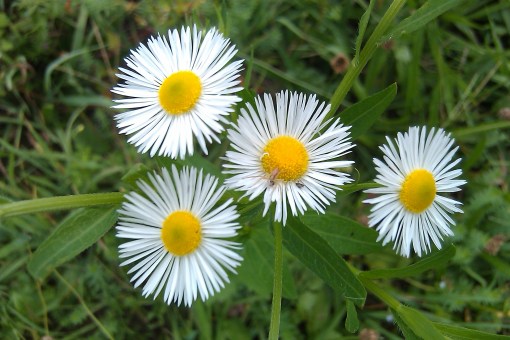 Erigeron_fleabane