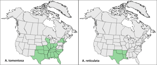 Aristolochia-tomentoasa-reticularia