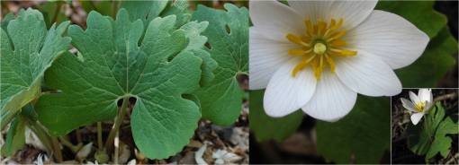 bloodroot