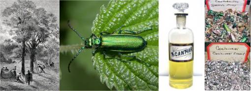 cantharides_cochineal