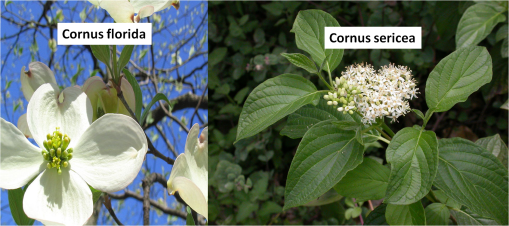 Cornus_2spp
