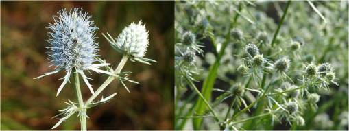 eryngium