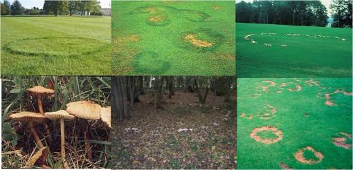 fairyrings