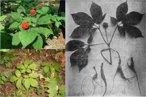 ginseng