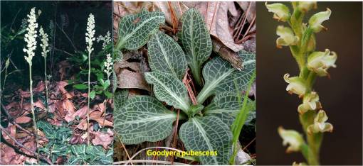 goodyera