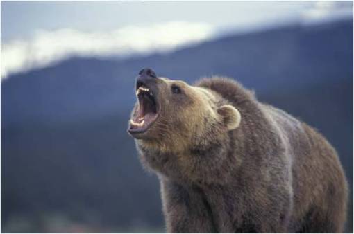 grizzlybear