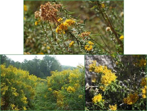 Haplopappusheterophyllus