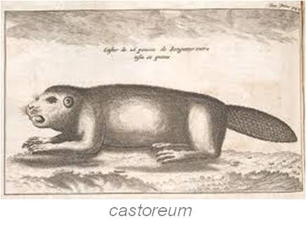 LahontanDrawingofCastor