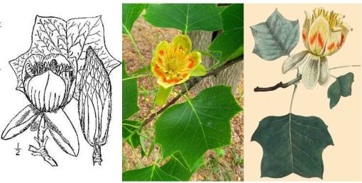 liriodendron