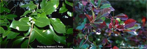 Nyssasylvatica_2imgs_wiki