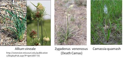 Onion-Camas-DeathCamas