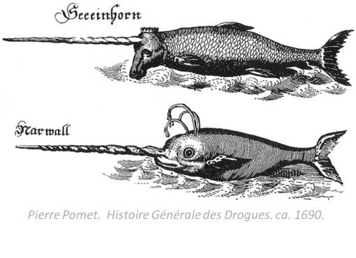 PierrePomet'sUnicornandNarwhale