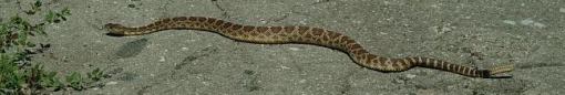 rattlesnake_long