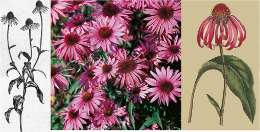 rudbeckiapurpurea_3imgs