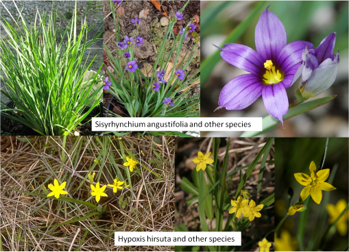 SisyrhynchiumHypoxis