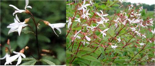spiraea=gilleniatrifoliata