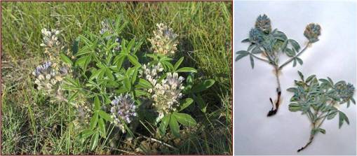 Trap_Psoraleaesculenta