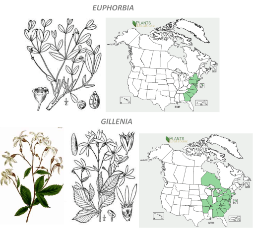 TrapBot_EuphorbGillenia