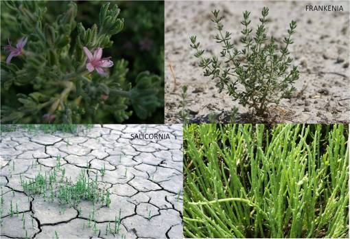 TRAPBOT_FRANKENIASALICORNIA