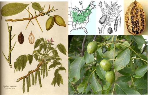 trapbot_Juglanscinerea