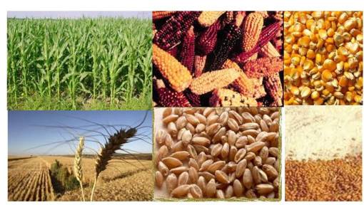 turkishbulghurwheat-indiancornmaize
