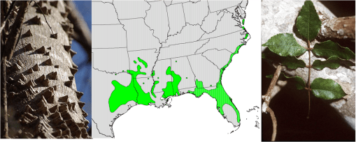 xanthoxylumclavaherculis