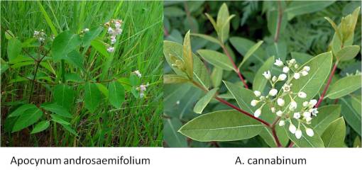 Apocynum_2spp