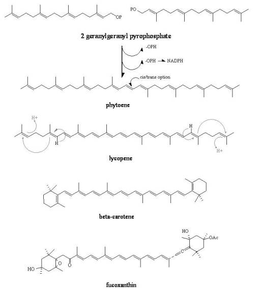 carotenoids_simpletocomplex