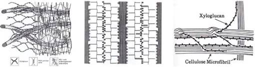 chem_Cellulose_polysacch_lignin_etc