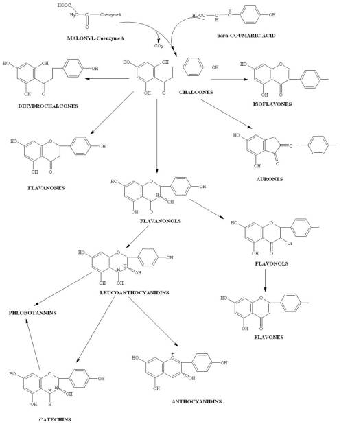 chem_flavonoids