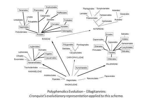 chem_PolyphenolicsEvolution_Cronquist