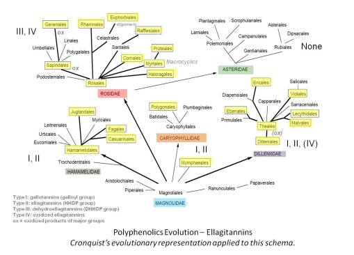 chem_PolyphenolicsEvolution_Cronquist2