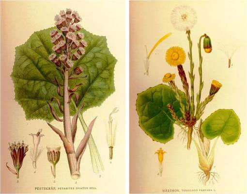 Coltsfoots_Petasites-Tussilago