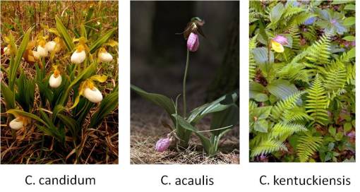 Cypripedium_3spp