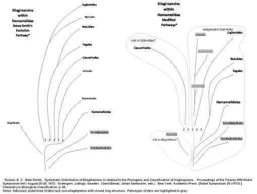 Ellagitannins_BatesSmith1973-NaturalProductsCourse-1990