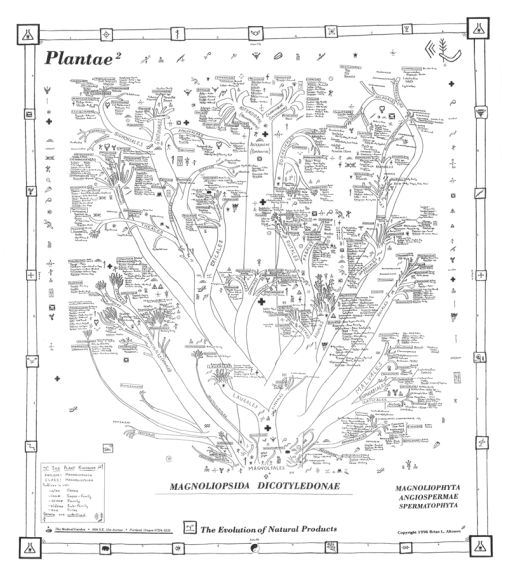 Evolution_StudentHandout_Ethnopharm_Dicots_NoHeader