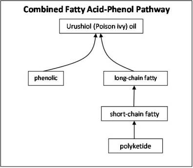 fattyacidphenol