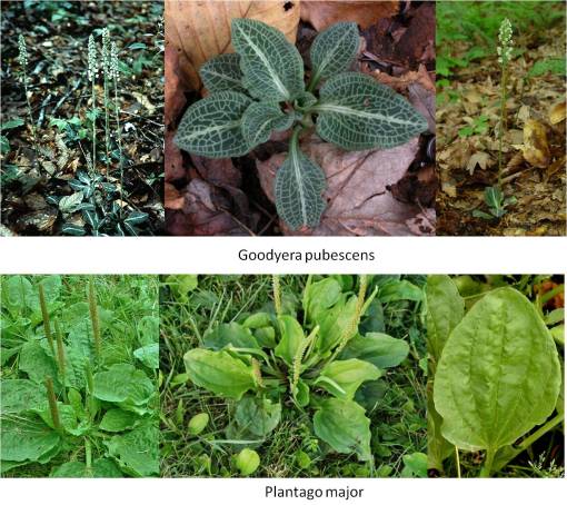 Goodyera_Plantago