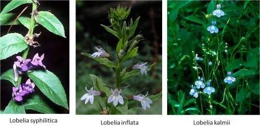 Lobelia_3spp_v2