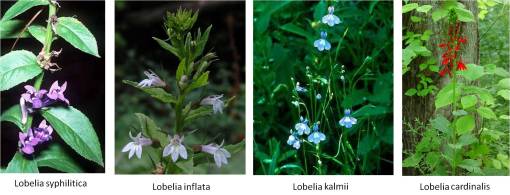 Lobelia_4spp
