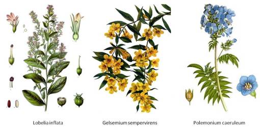 LobeliaPolemoniumGelsemium