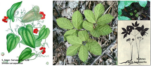 NAmer-SAmer-Sarsaparilla