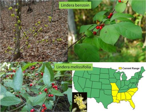 NorthernSouthernLinderaSpecies