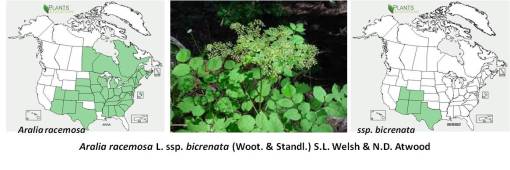 OT_Aralia_sspbicrenata