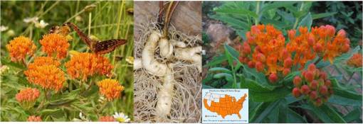 OT_Asclepias-tuberosa